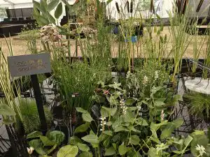 Work begins at RHS Sandringham