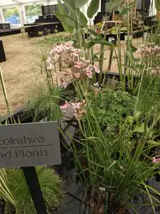 Work begins at RHS Sandringham